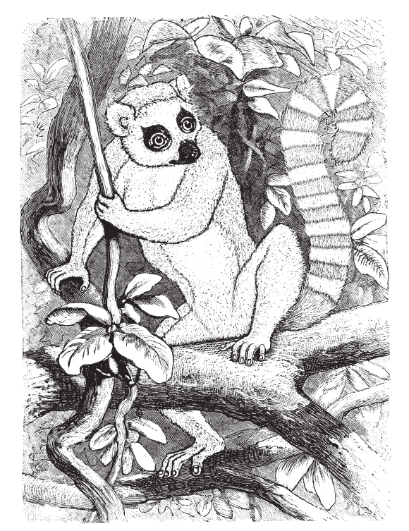 lemur